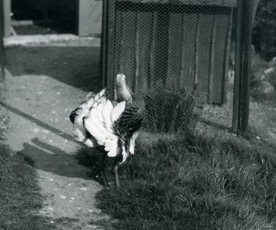 Eine Großtrappe zeigt ihre Federn im Londoner Zoo, Mai 1914 von Frederick William Bond